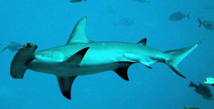 Florida Keys Sharks Hammerhead