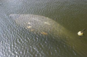 Tagged - Entangled Manatee