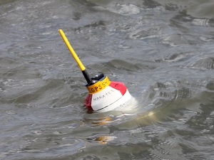 Tagged - Entangled Manatee