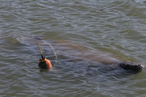 Tagged - Entangled Manatee