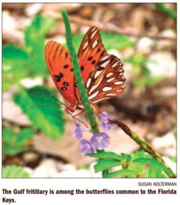 Florida Keys Butterflies