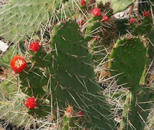 Florida Keys Cacti - semaphore cactus