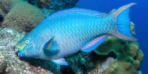 Algae Grazers Parrotfish