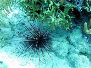 Algae Grazers long-spined-sea-urchin