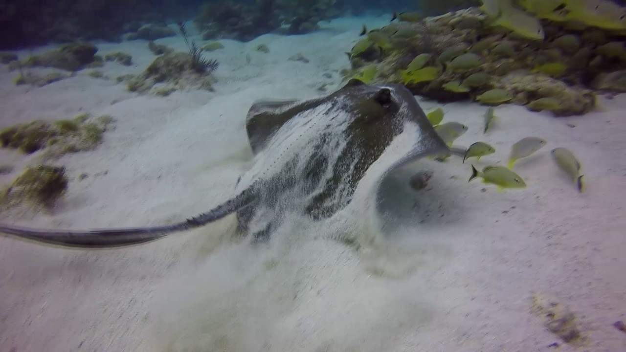 Florida Keys Sea Creatures 