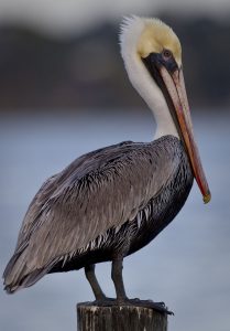 Brown Pelican