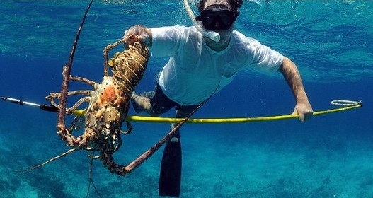 Florida Keys Spiny Lobster