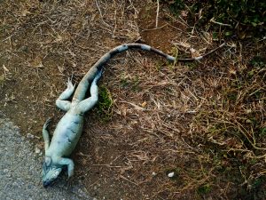 Dead Iguana