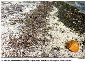 Beach Wrack Line