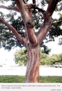 Gumbo Limbo