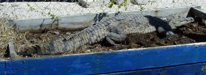 American Crocodile Nesting in Planter Box