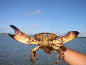 Florida Keys Foods