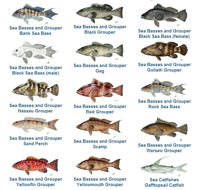 Florida Keys Fish Chart