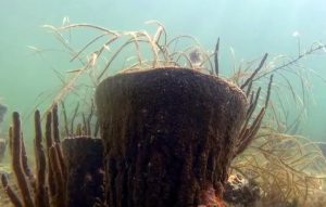 Florida Keys Sponge