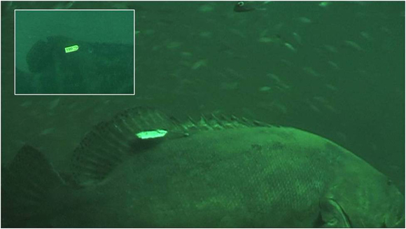 Examples of conventional tags visible on at-large goliath grouper.
