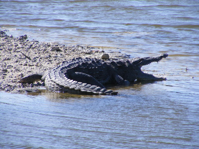 Key West American Crocodile