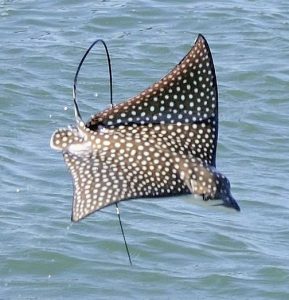 spotted eagle ray jumping