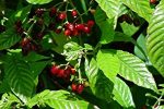 Wild Coffee Native Plant