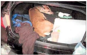Key Deer Kidnapped