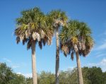 Cabbage Palm