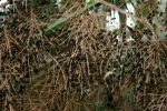 Cabbage Palm berries