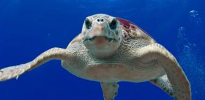 Sea Turtle Top Dives