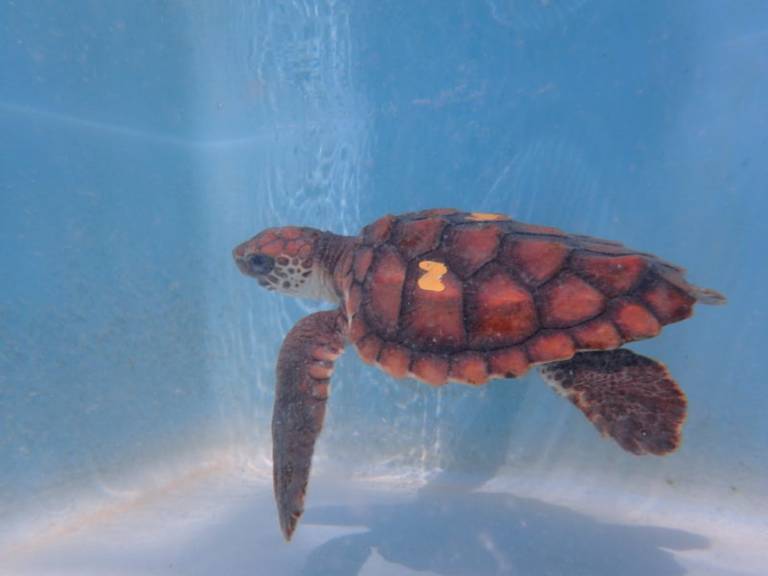 Neptune, a patient at The Turtle Hospital in Marathon.