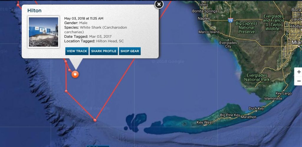 Great White Sharks Hilton tracking near the Florida Keys