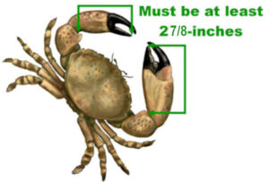 Stone Crab Season Claw Size