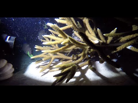 Coral Reef Spawning