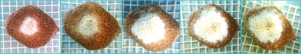Rrapid deterioration of a coral infected by stony coral tissue loss disease.