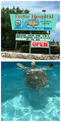 10 Things You Must Do in the Florida Keys with Teens - Spend an Afternoon Visiting the Turtle Hospital