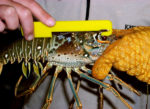 Measuring Lobster Sport Season