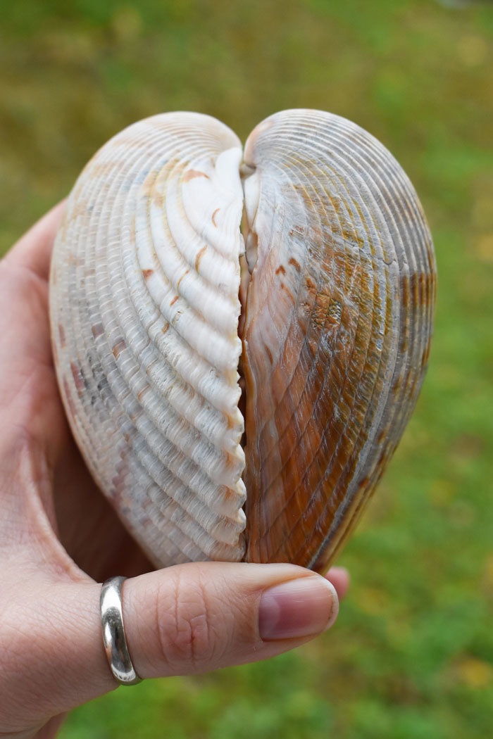 cockle shells