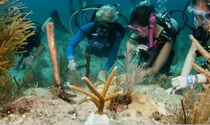 Scuba Divers Looking at the Coral in the Florida Keys Ten Keymandments