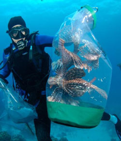 Florida Keys Divers collecting Lionfish