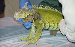 invasive species iguana