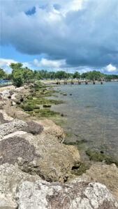 Harry Harris Park Shoreline