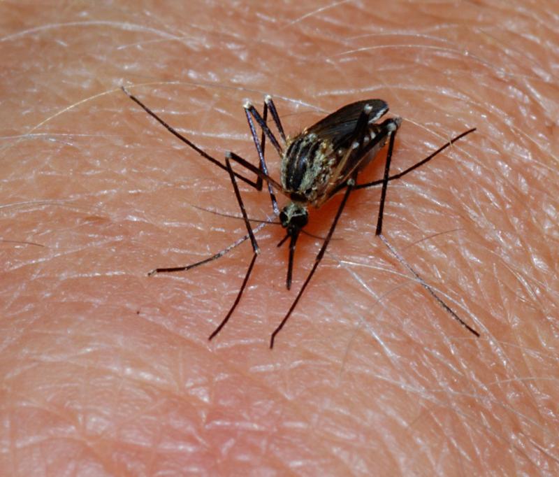GMO Mosquitoes Proposed Again For Keys — As New Study Finds They Can Interbreed With Wild Insects