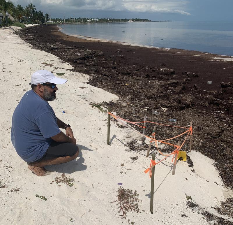 Keys Look To Local Solutions For Widespread Problem - Sargassum