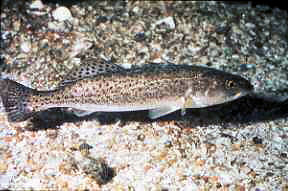 Spotted Seatrout