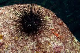 long-spined sea urchins