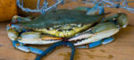 Blue Crab Fishing Rule Changes