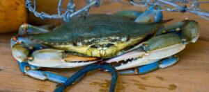 Blue Crab Recreational Crab Traps