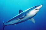 Shortfin Mako Fishing Rule Changes