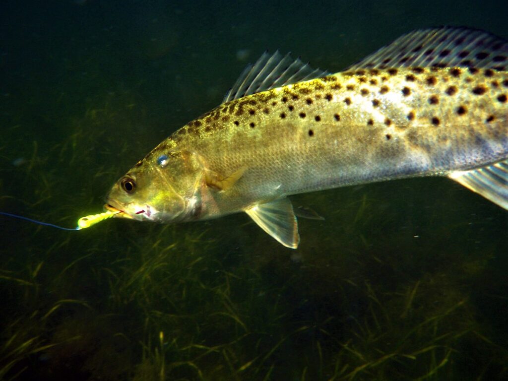 Spotted SeaTrout