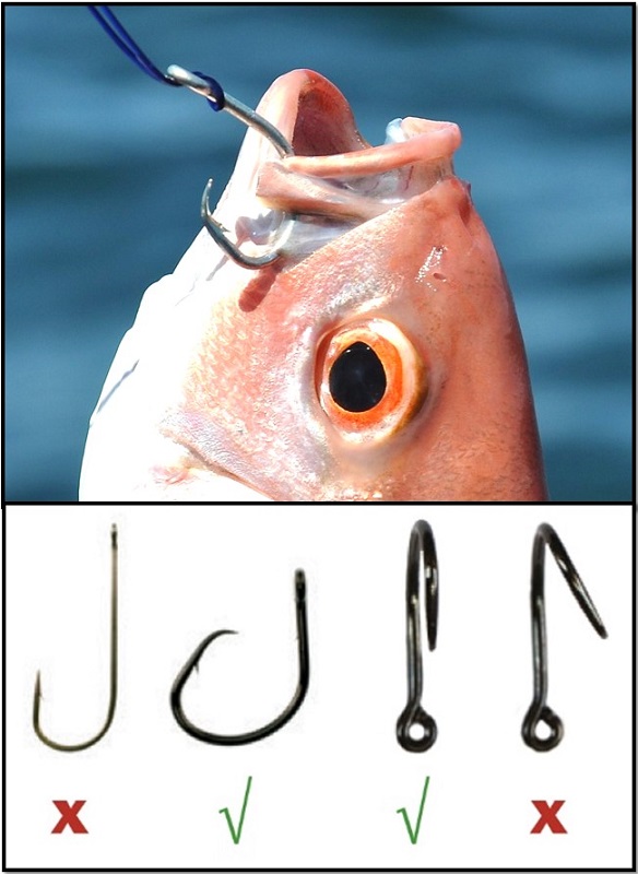 Florida Reef Fish comparing a J-hook and circle hooks