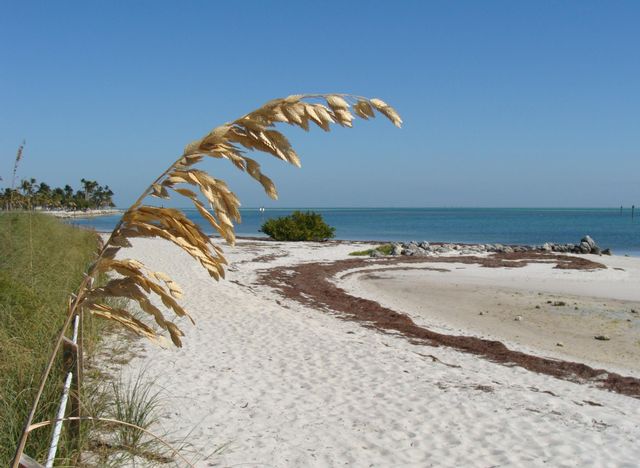 Sea oat at Curry Hammock State Park beach. Florida Keys State Parks