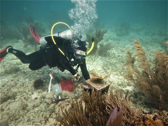 Scuba diver on a coral reef with tools to measure Elkhorn Coral