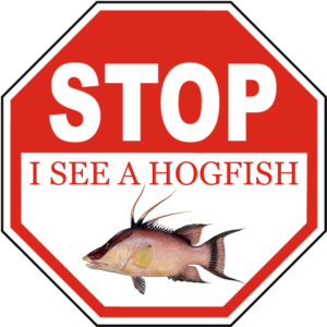 Stop I See a Hogfish